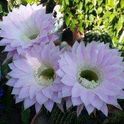 Doreen Morash