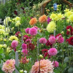Susan Flowerdew