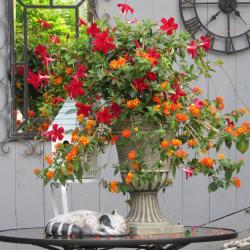 Susan Flowerdew