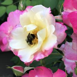 Marie Blodgett