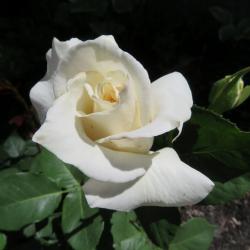 Marie Blodgett