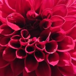 Susan Flowerdew
