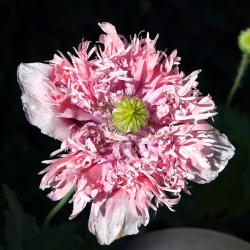 Wolfgang Schwartz