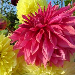 Susan Flowerdew