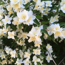 Shirley Ewmett