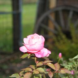 Barbara Fitchett
