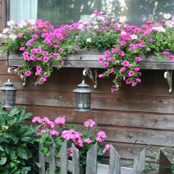 Barbara Fitchett