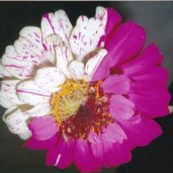 Stephania Chalupa