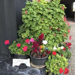 Laura McKillop