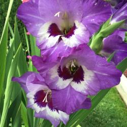 Cathy Knorr