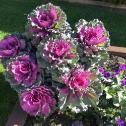 Cathy Knorr