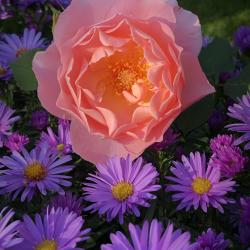 Donna Schimm