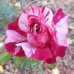 Myrtle Karlicki