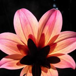 Renee Mackenzie