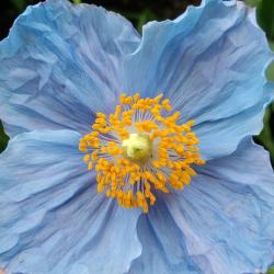 Susan Rowan