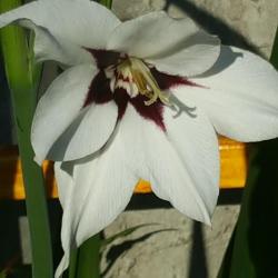 Linda Wilson