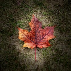 Jocelyn Noseworthy