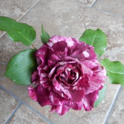 Myrtle Karlicki
