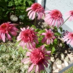Myrtle Karlicki