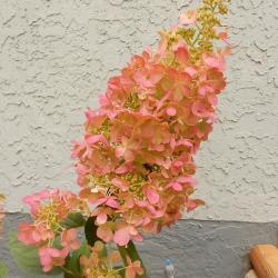 Myrtle Karlicki