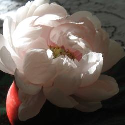 Barb Waite