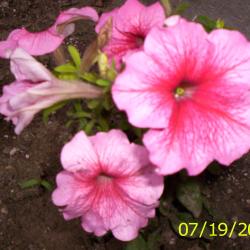Jeanette Deshayes