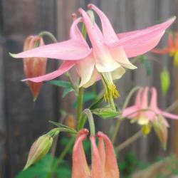 B. Perra