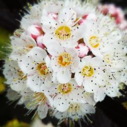 B. Perra