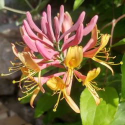 B. Perra