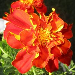 Margo McMahan