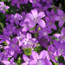 Susan Fowler