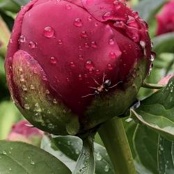 Donna Schimm