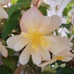 Teresa Beebe