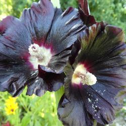 June Boake