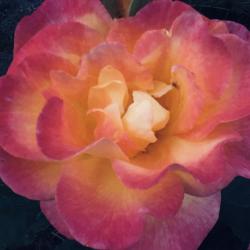 Doug Weicker 