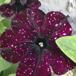 Cat Rymerson 