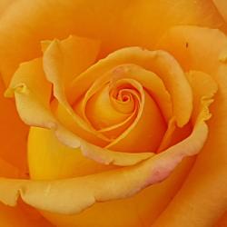 Wendy Eiler