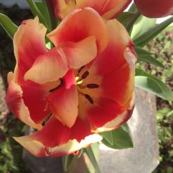 Colleen DeGraff