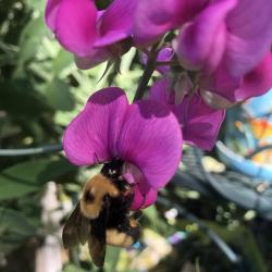 Chris