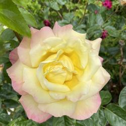 Linda Findlay
