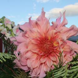 Barb Fitchett