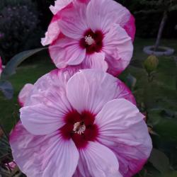 Wendy Barr 