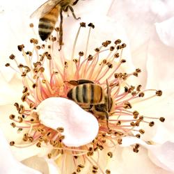 Donna Schimm 