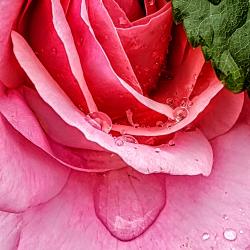 Wendy Eiler