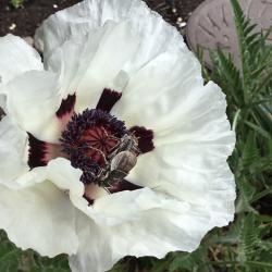 Myrtle Karlicki