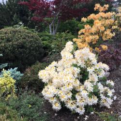 Myrtle Karlicki