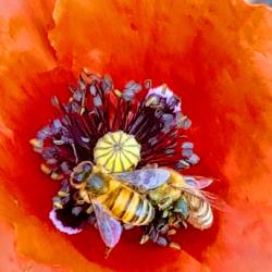 Wendy Eiler