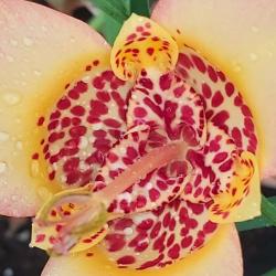 Amythyl Dolosa