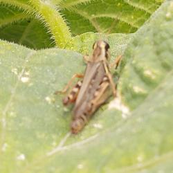 Amythyl Dolosa