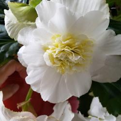 Kathleen Beattie